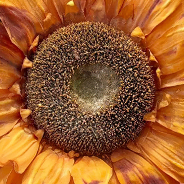 10.63″ Sunflower Faux Flower Indoor Outdoor Decor Details 1 091039