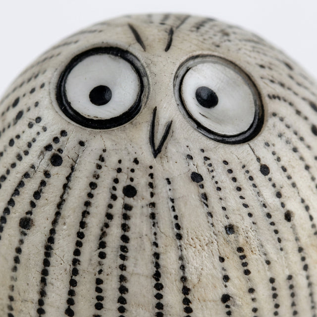 Big Eye Round Bird Face Close Up