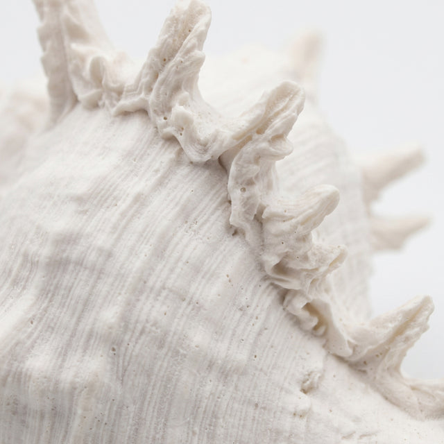 Spiky Seashell Texture Close Up