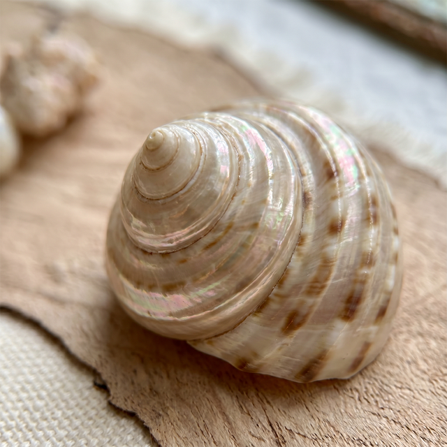 close up of spiraled seashell on driftwood