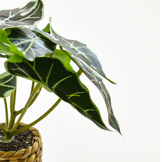 plastic-large-leaf-decorative-potted-plant-set-close-up-07011