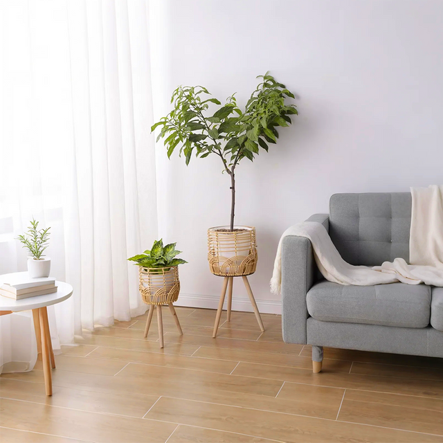 rattan plant stands in lounge