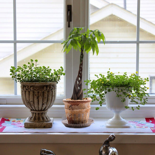 round storage tray for plant