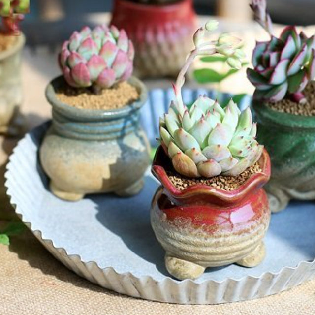 round storage tray for plant