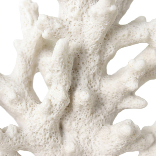 Branching Coral Porous Surface Detail