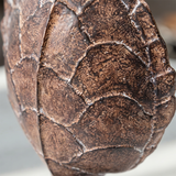Closeup textured turtle shell
