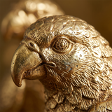 Eagle head closeup texture
