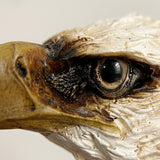 Macro shot bald eagle eye and beak detail