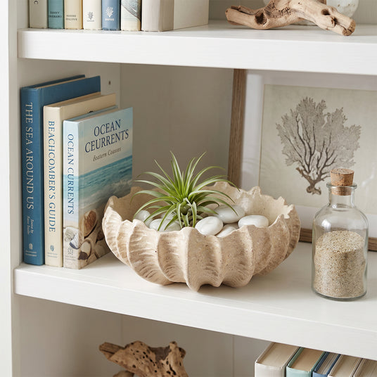 Shell Bowl With Air Plant On Shelf