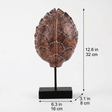 Sized tortoise shell ornament

