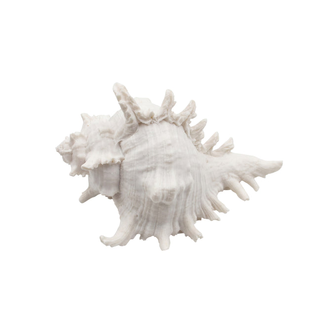 White Spiky Seashell Decor